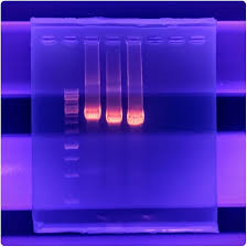 Vectorscopic and Secamoscopic Decoding For Electrophoresis Data and  Illumina BeadArray Technology (ASPBB Workshop Presentations)