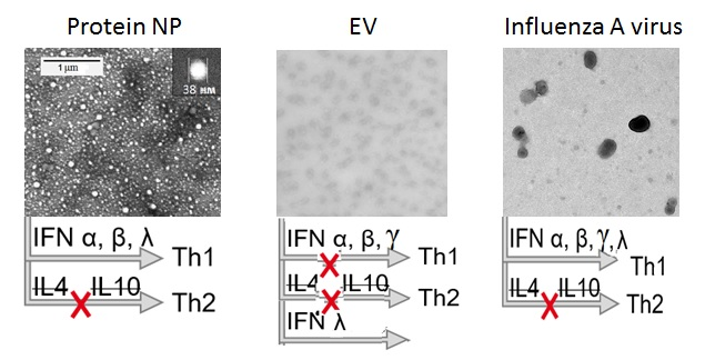 Protein Nanoparticles and Intracellular Infections Induce Interferon Gene Expression